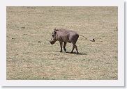 03LakeManyara - 60 * Warthog.